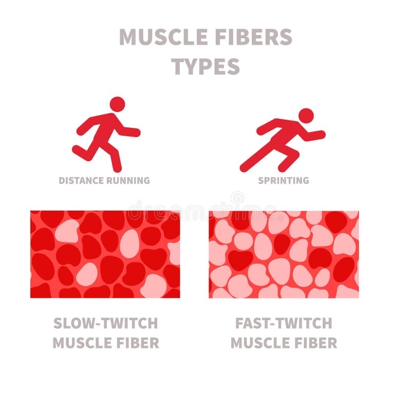 Slow Twitch Stock Illustrations – 38 Slow Twitch Stock Illustrations, Vectors & Clipart - Dreamstime